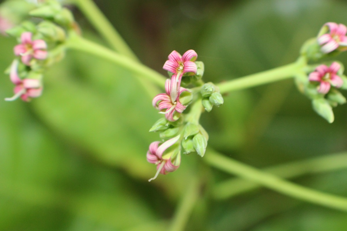 Anacardium occidentale L.